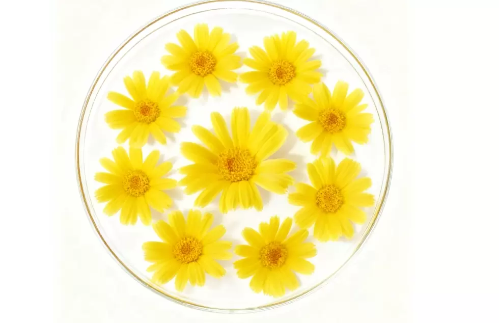 Cuidado de la piel sostenible con α-bisabolol natural biosintético