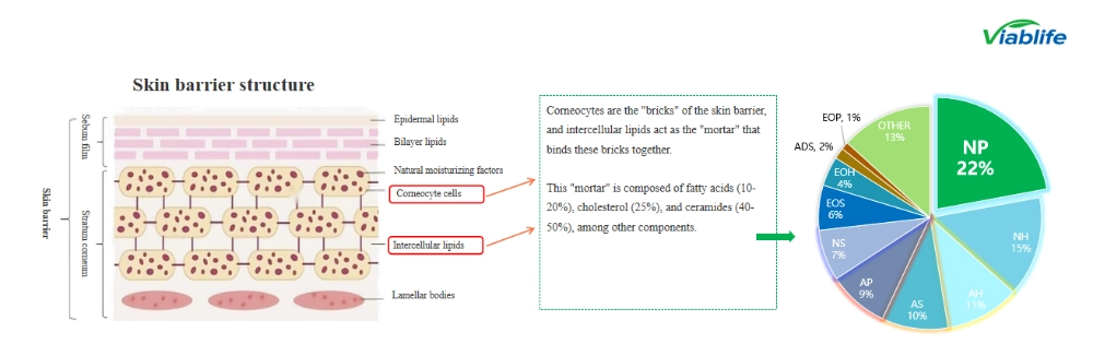 Ingredientes cosméticos de ceramida para las barreras cutáneas ceramide cosmetic ingredients for skin barriers