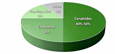 Las ceramidas como componente esencial de la barrera cutánea Ceramides As Core Component of the Skin Barrier